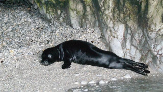 Abenteuer Mittelmeer - Auf der Spur der Mönchsrobben