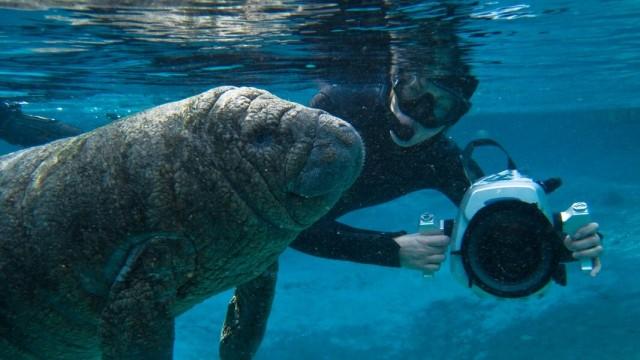 Manatis mögen's heiß - Floridas Seekühe