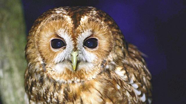 Vögel des Todes - Wald - und Steinkauz