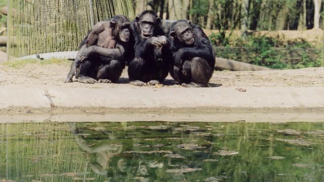 Die zehn ältesten Tiere der Welt - Das Geheimnis des Alterns