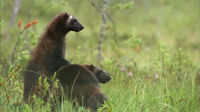 Finnland - Bären, Elche, Riesenmarder