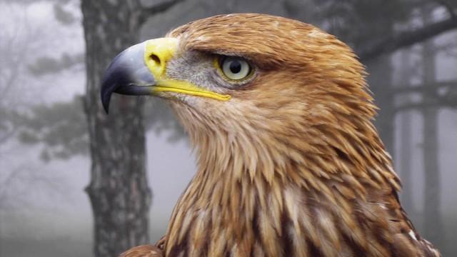 Die Krim - Im Reich der Kaiseradler