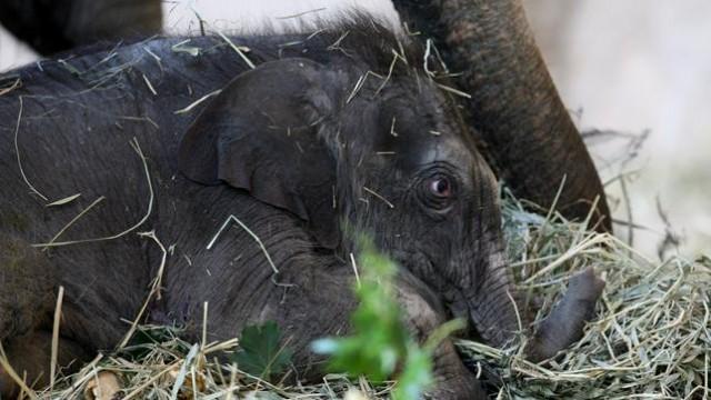 Prinzessin Rani - Elefantengeburt bei Hagenbeck