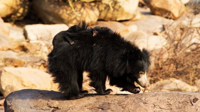 Held aus dem Dschungelbuch - Der Lippenbär