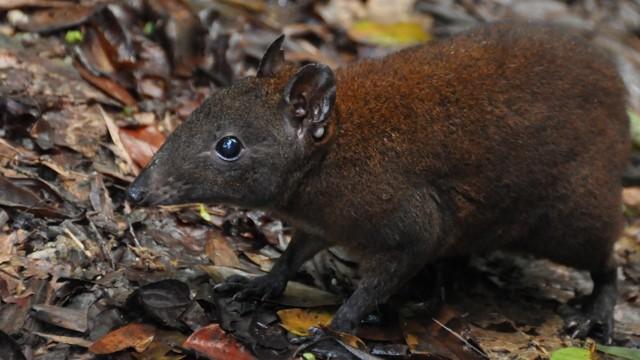 Australia's First 4 Billion Years - Strange Creatures