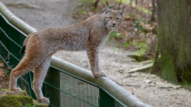 Der Harz (1): Eisige Gipfel, wilde Täler