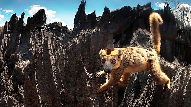 Madagaskar (1): Im Dschungelreich der Halbaffen