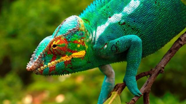 Madagaskar (2): Im Reich der kleinen Drachen