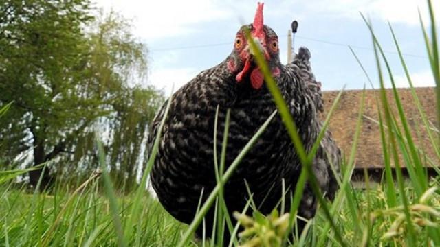 Der Hof der wilden Tiere