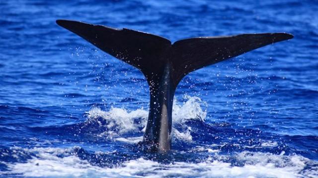 Die großen Wanderungen 2/3 - Der lange Weg ins Leben