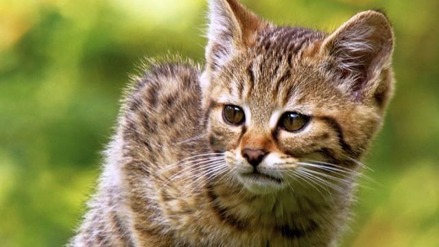 Wildkatzen - Versteckt in Deutschlands Wäldern