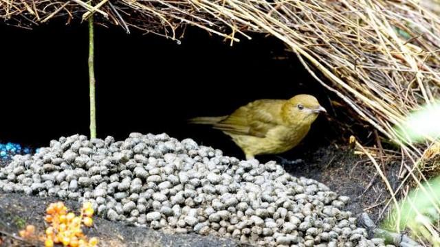 Wie Tiere wohnen - Baumeister der Natur