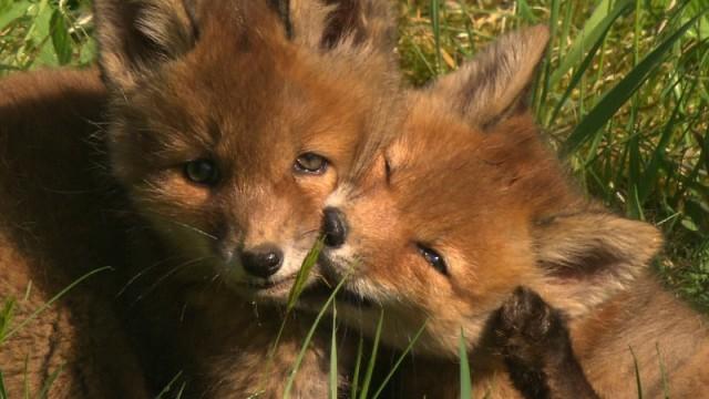 Wildes Hamburg - Tiere in der Stadt