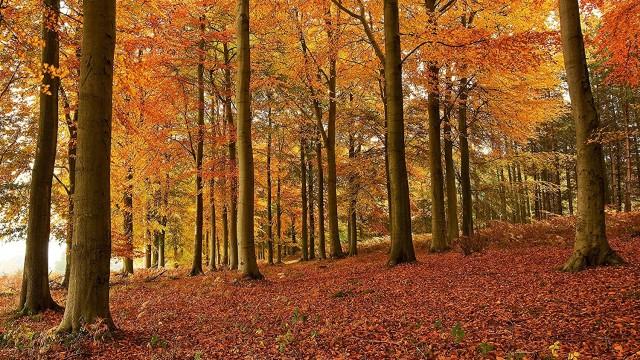 Wildes Großbritannien - Herbst und Winter