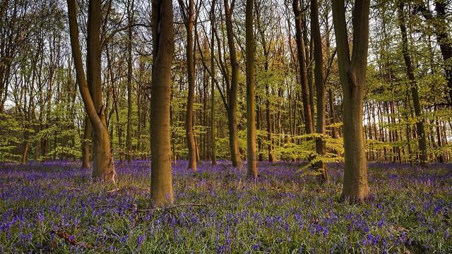 Wildes Großbritannien - Frühling und Sommer