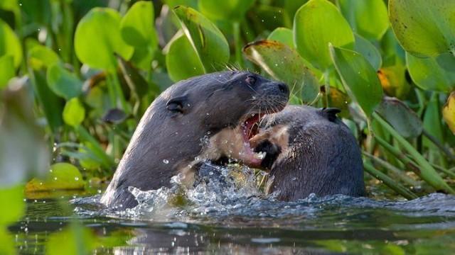 Wildes Brasilien (1) - Gefährliches Paradies