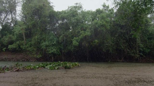 Wildes Brasilien (2) - Im Bann des Monsuns