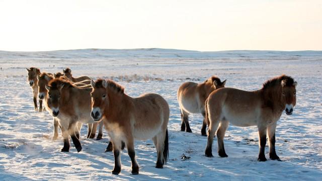 Wildes China - Jenseits der grossen Mauer