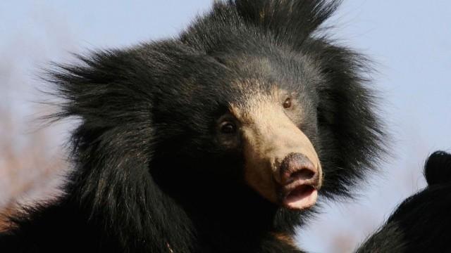 Lippenbären - Abenteuer mit dem wahren Balu