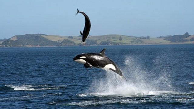 Orcas - Vorstoß in die Arktis