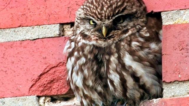 Das Emsland - Niedersachsens wilder Westen