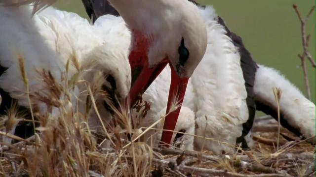 Das Havelland - Naturoase im Herzen Brandenburgs