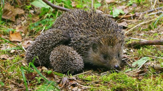 Die geheimnisvolle Welt der Igel