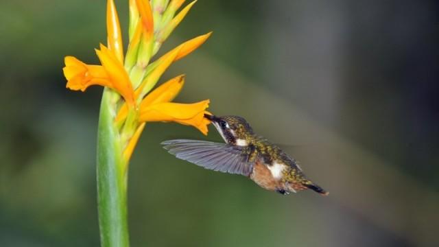 Kolibris - Juwelen der Lüfte