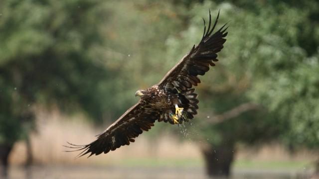 Ungarn - Wildnis zwischen Donau und Theiß