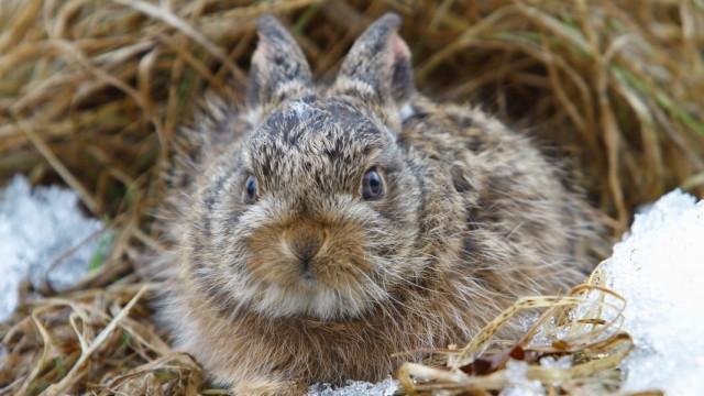 Niedersachsens kleine Helden - Hamster und Hasen