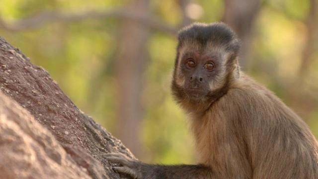Wildes Brasilien (3) - Wenn die Erde brennt