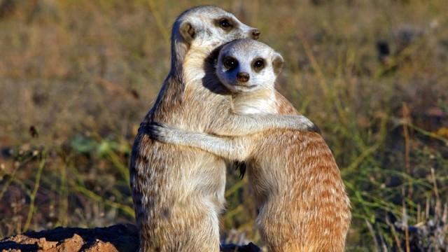 Erdmännchen - Ein unschlagbares Team