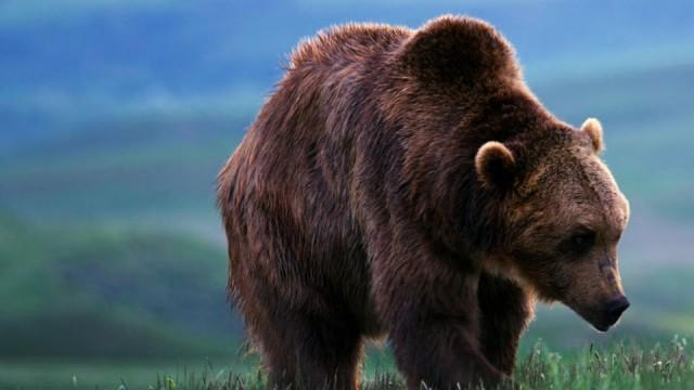 Als die Hirsche verschwanden - Das Yellowstone-Rätsel