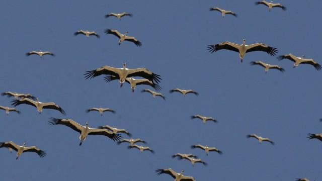 Die fantastische Reise der Vögel (1/2) - Von Afrika nach Europa
