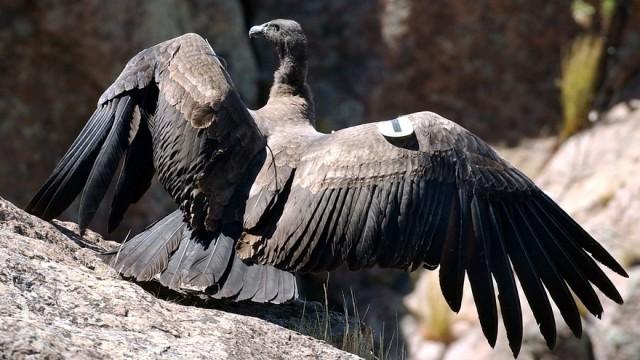 Die fantastische Reise der Vögel (2/2) - Amerika