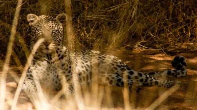 Unbekanntes Afrika (1/5) - Kalahari - Im Bann der roten Wüste