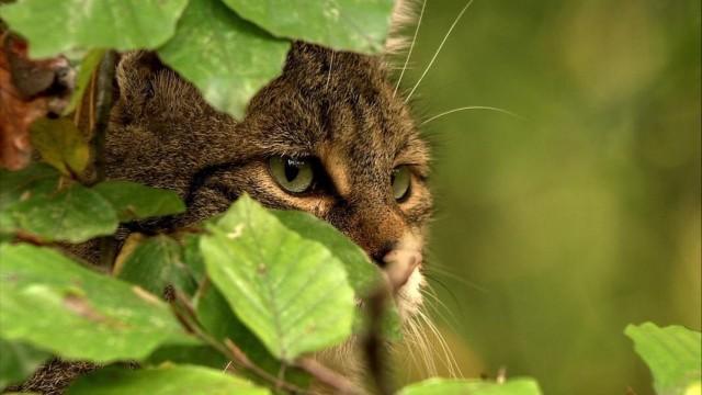 Wildes Deutschland - Grenzgänger am Grünen Band
