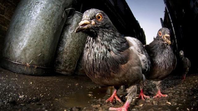 Wildes London - Tiere im Großstadtdschungel