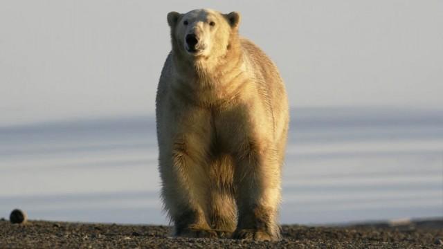 Unter Eisbären: Abenteuer in Russlands Arktis