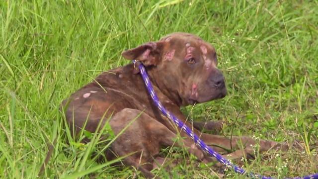 A Street Dog Named Desire