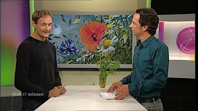 Wie Pflanzen in der Großstadt überleben