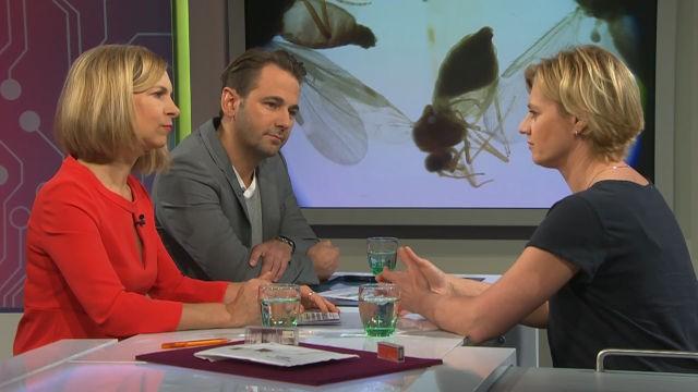 Mücken-Alarm! Drohen Tropenkrankheiten?