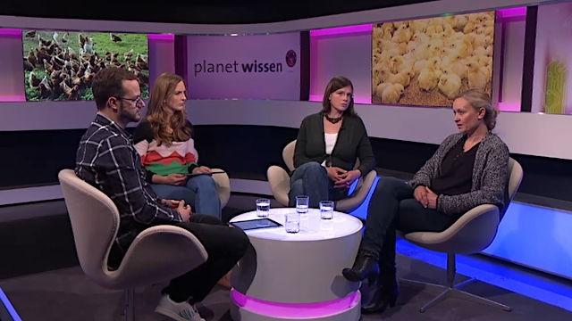 Turbo-Huhn und Chicken Wings – das Masthähnchen erobert den Weltmarkt