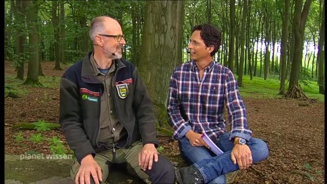 Der Wald – Die geheime Sprache der Bäume