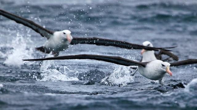 Auf Leben und Tod (1) - Das Meer