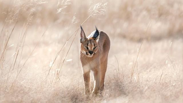 Auf Leben und Tod (2) - Die Savanne