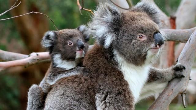 Wildes Australien (4) - In den Wäldern der Koalas