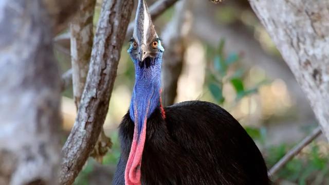 Wildes Australien (2) - Im Dschungel der Riesenvögel