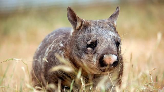 Wildes Australien (3) - Im Land der Wombats