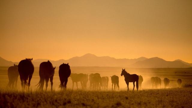 Die Wüstenpferde Namibias – Afrikas wilder Westen